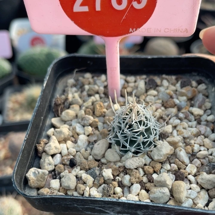 自根飞鸟2789000000