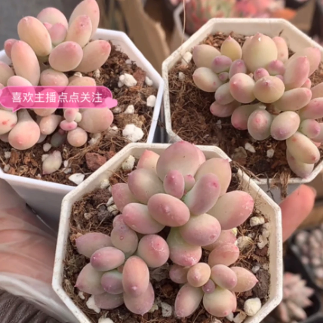 （一单包邮满18发货快有赠品 ）苹果奶酪 3-4cm 图片仅参考为准