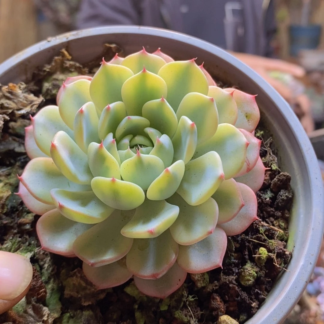 时*.191号姬莲锦多肉