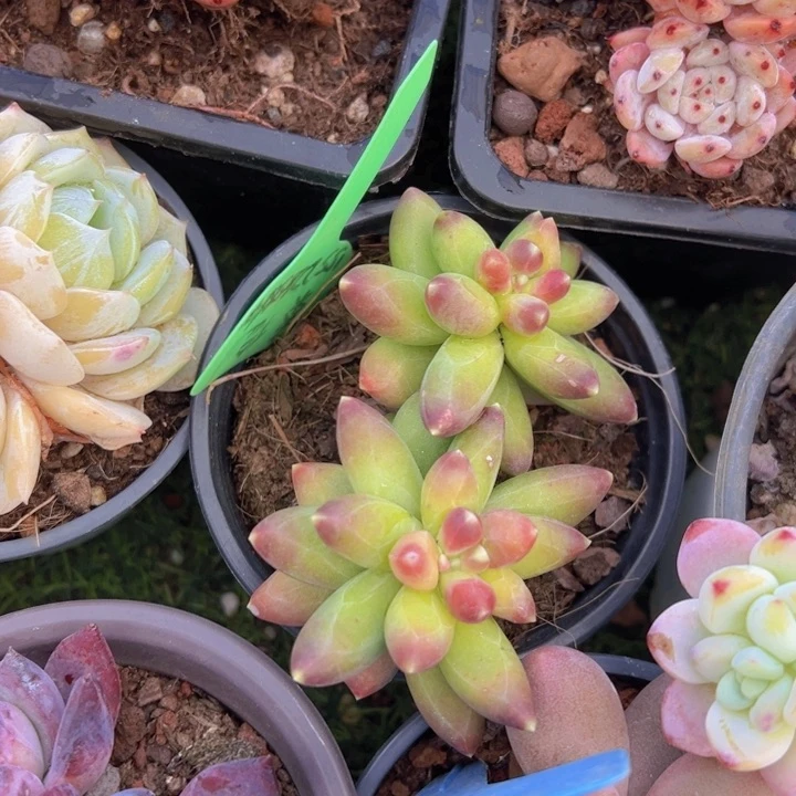 健健康康平平安安