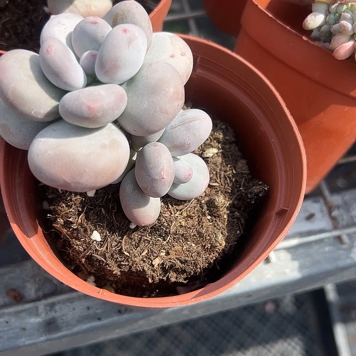 大叶奶酪多肉植物精品