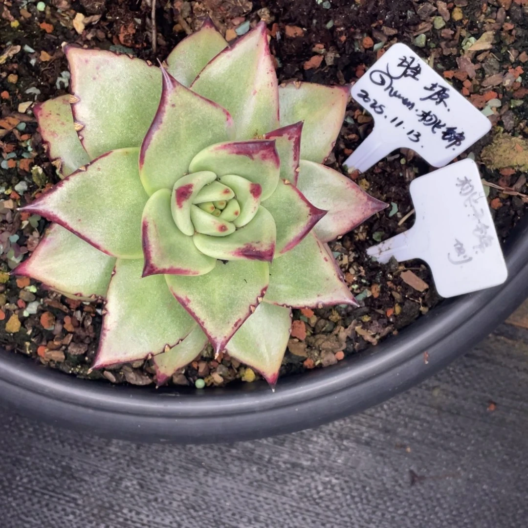 胜***塬多肉植物，山人园艺