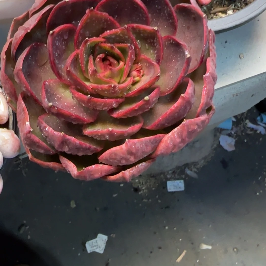 掉****8-44红灯多肉植物