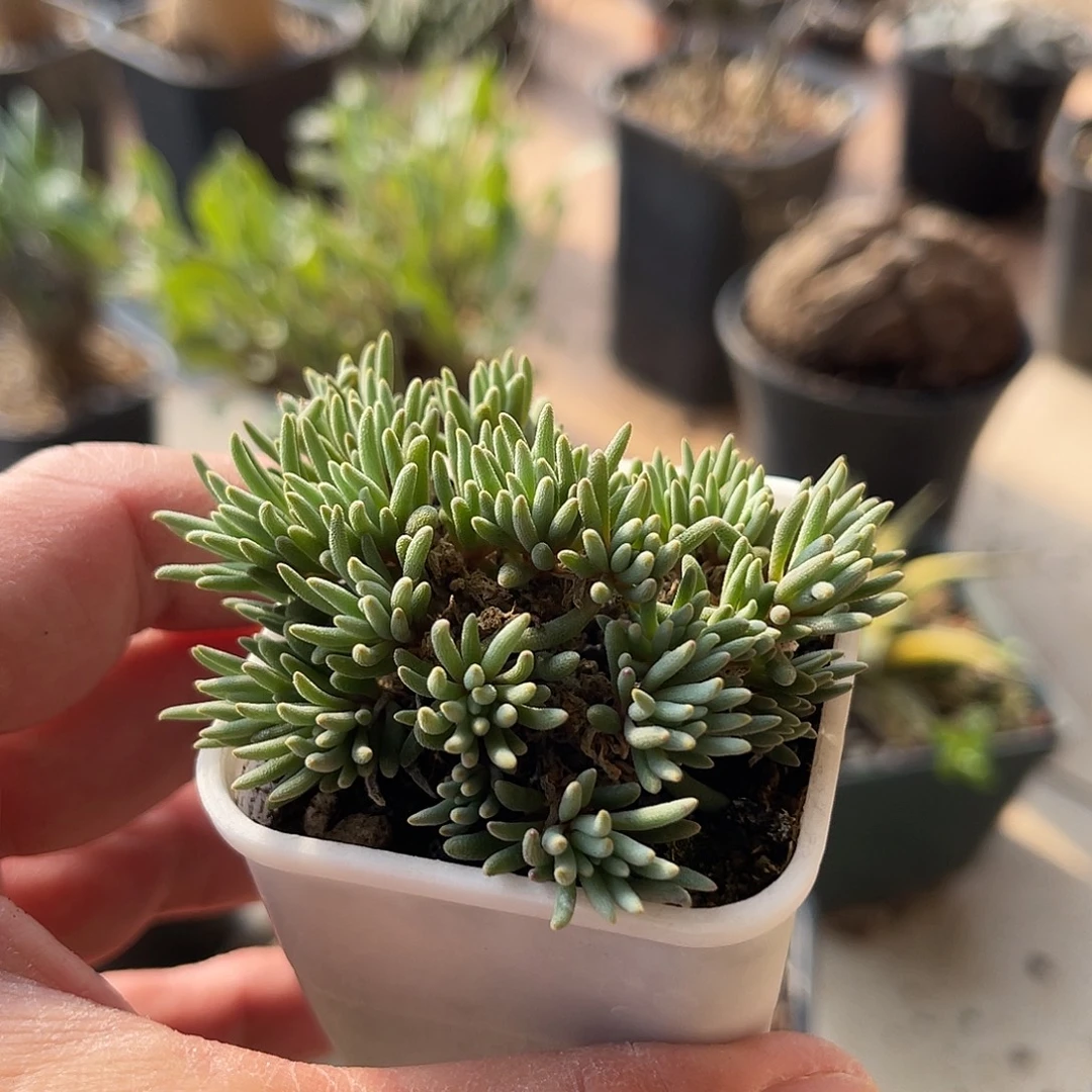 晶珊瑚一物一拍的