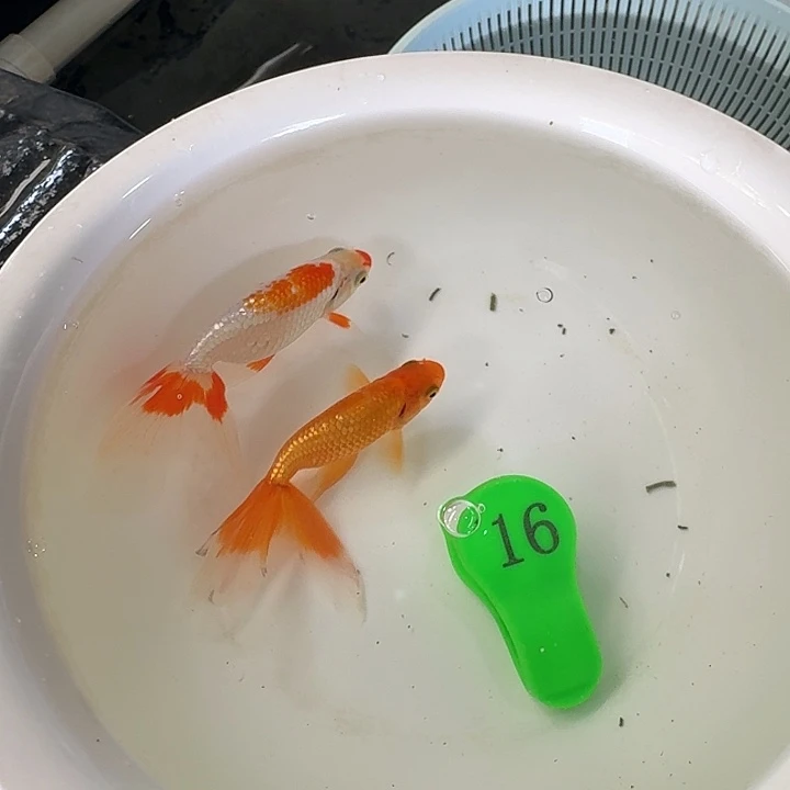 金鱼金鱼金鱼金鱼金鱼