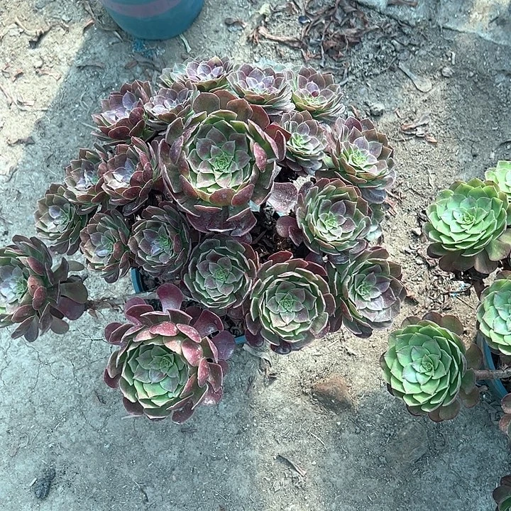 0455赤炎链多肉植物