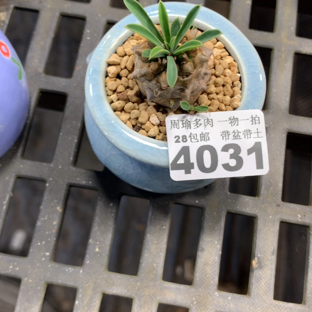 精控多肉植物4031