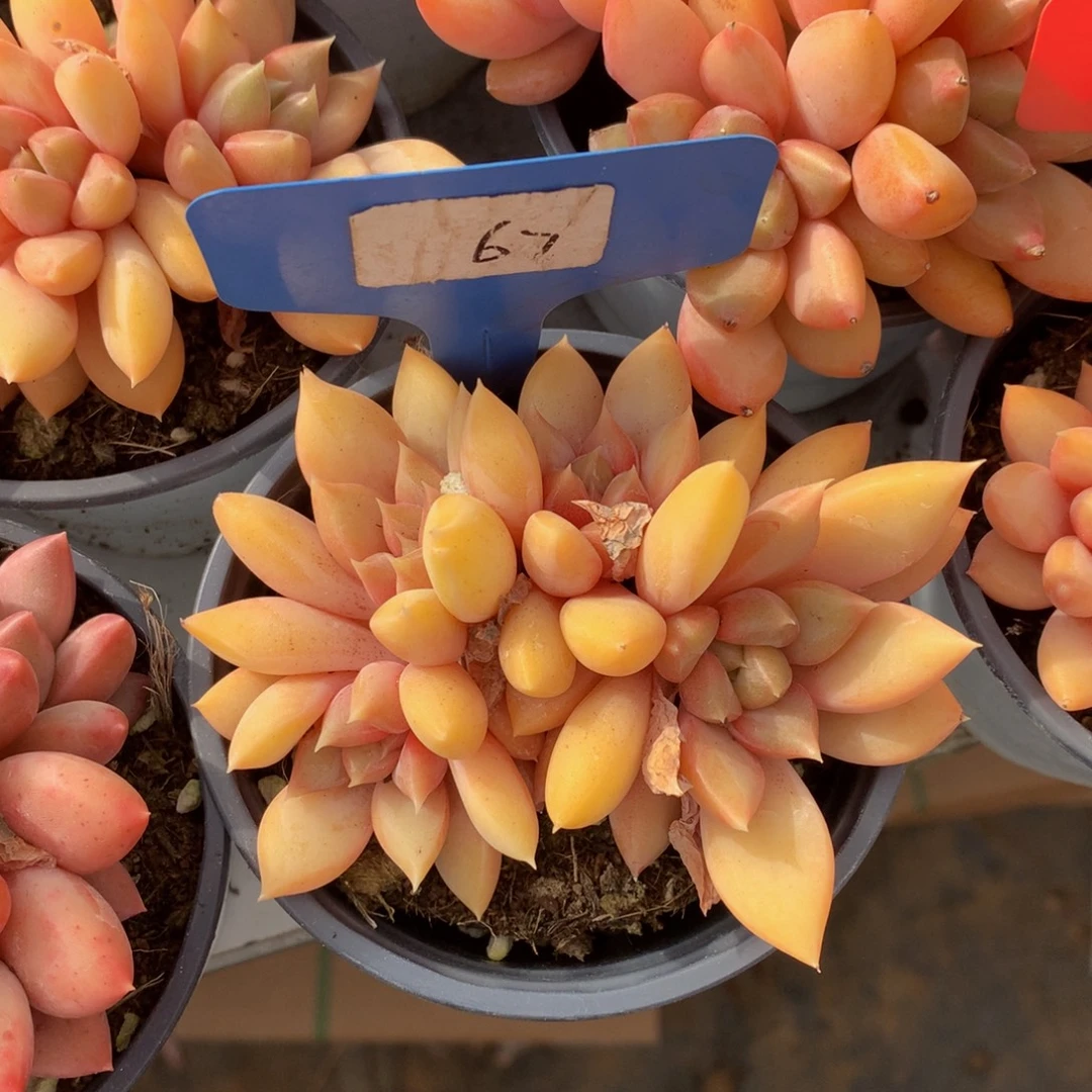 红象牙6262626262627