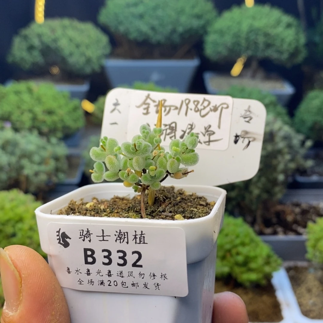 332实生莱斯枝干