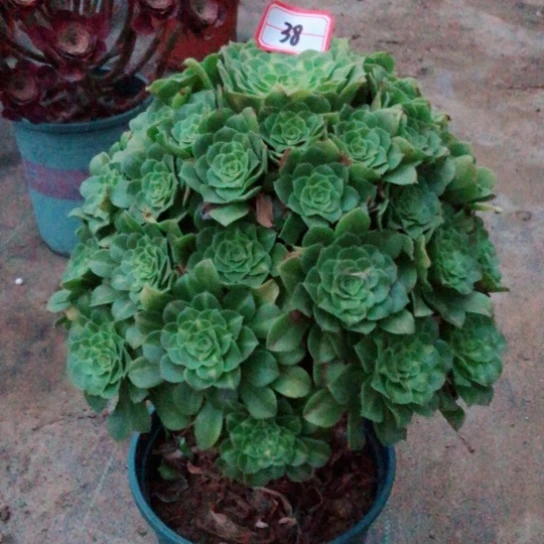 无花朵翡翠琉璃38号法师多肉植物