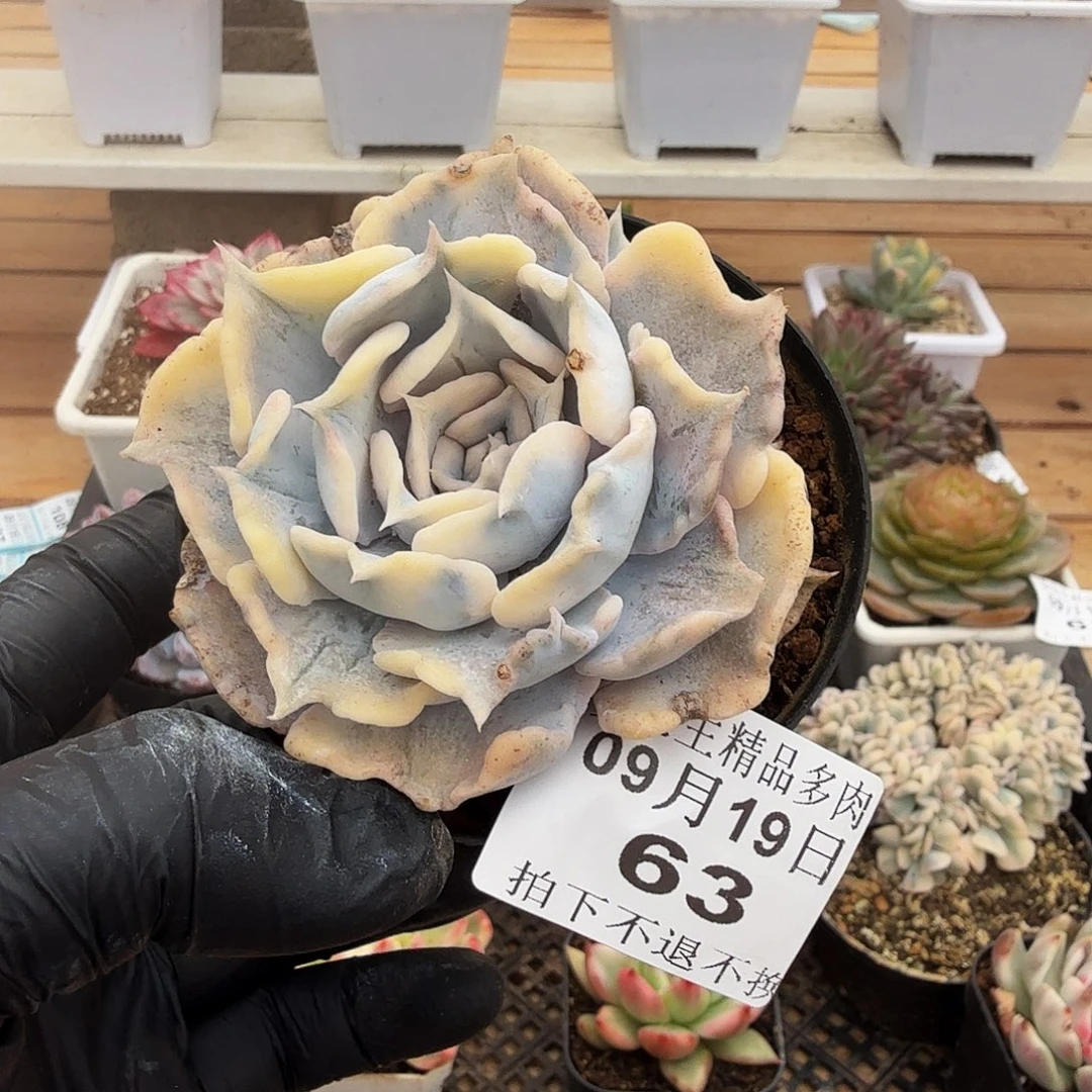 0919-63丽娜莲锦单头