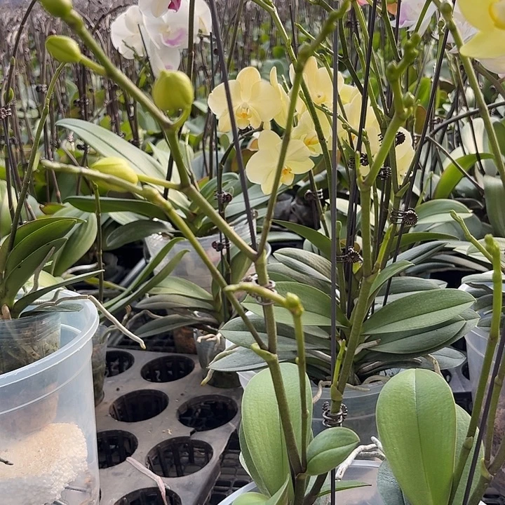 完全开放新品小叶巴掌叶1颗高品质