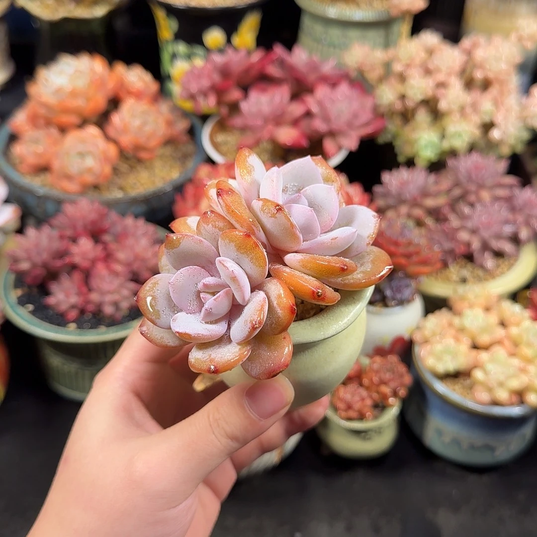 奶茶9cm带盆土发货包邮