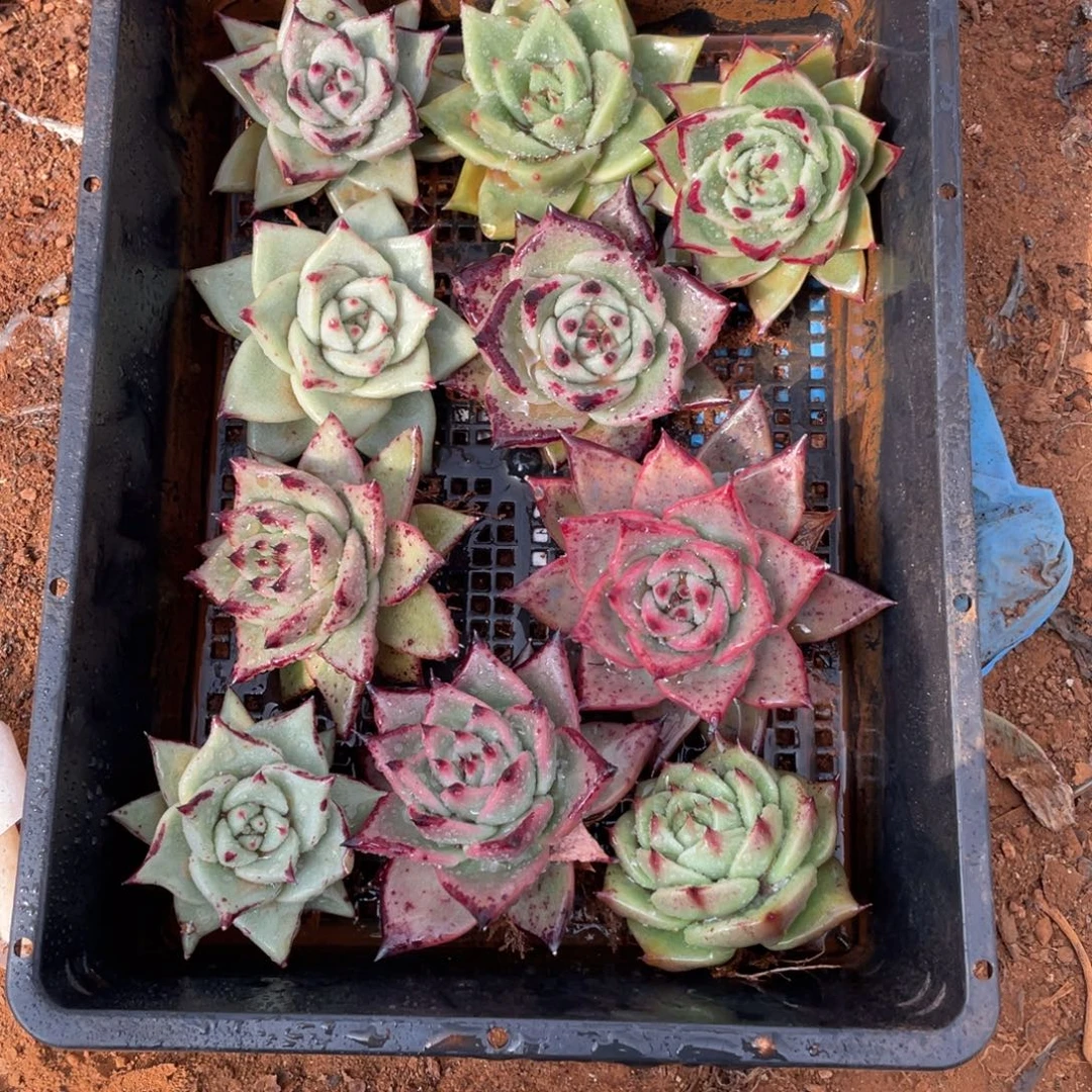 无花朵若如东云单拍B422