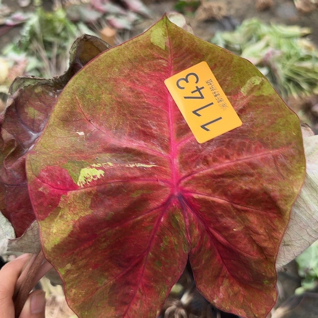 小***小完全开放1143泰彩裸球不售后