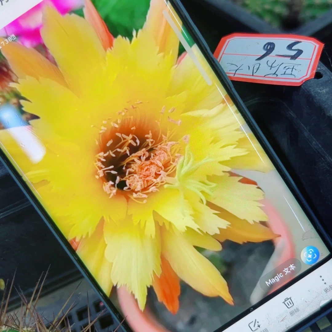 下100金妞亚历山大歪无根侧芽6公分左右20包邮