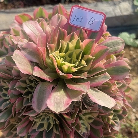 多肉植物雨花石103