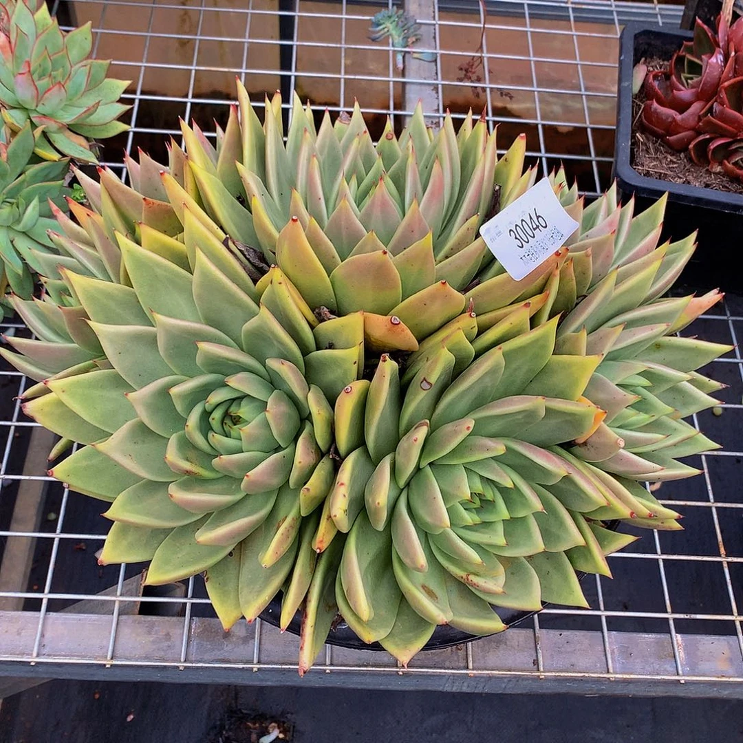 荷***田   乌木多肉30046