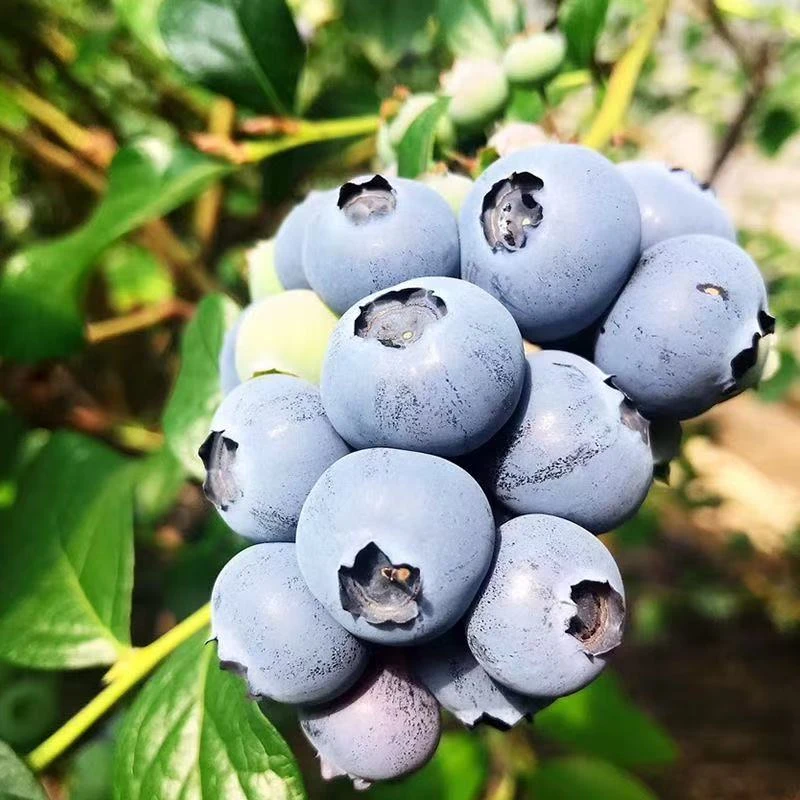 8盒18+特大果花香花青素蓝莓  新鲜蓝莓水果100g每盒