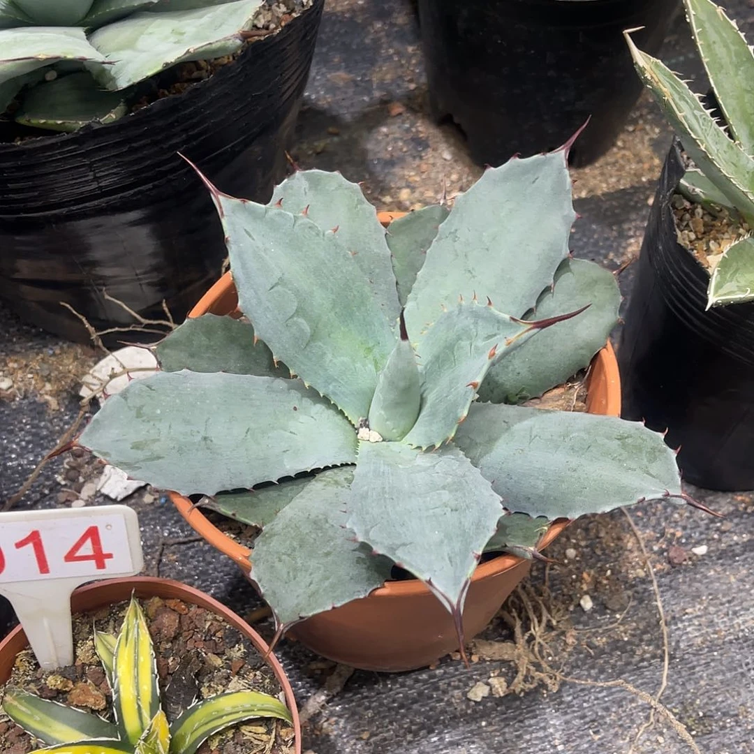 虚空藏高级灰龙舌兰