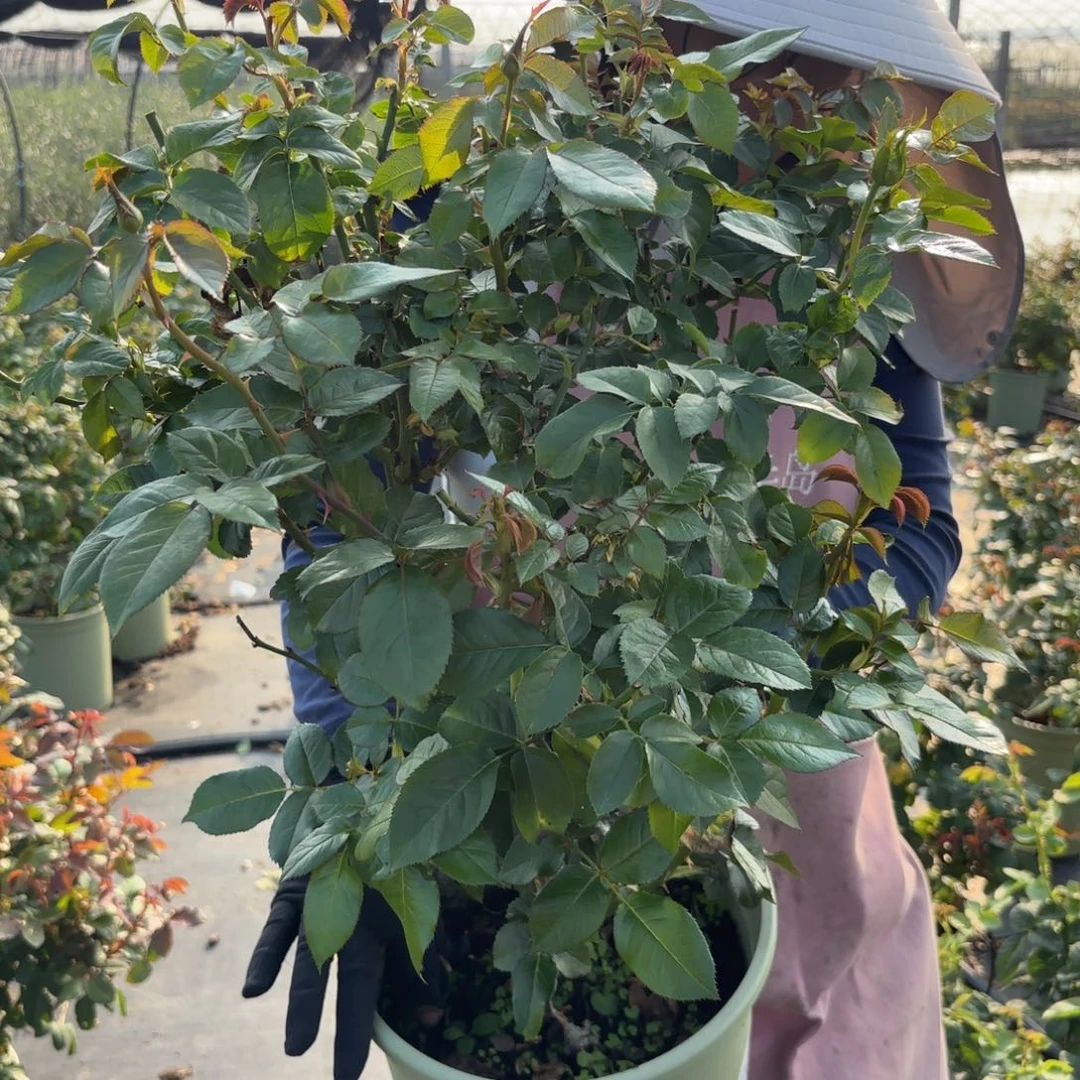 酷玩3加仑根接苗子