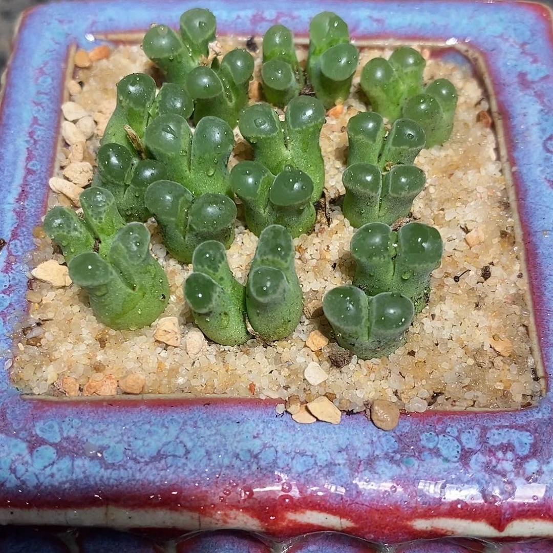 双头粉佛肚风铃一颗。