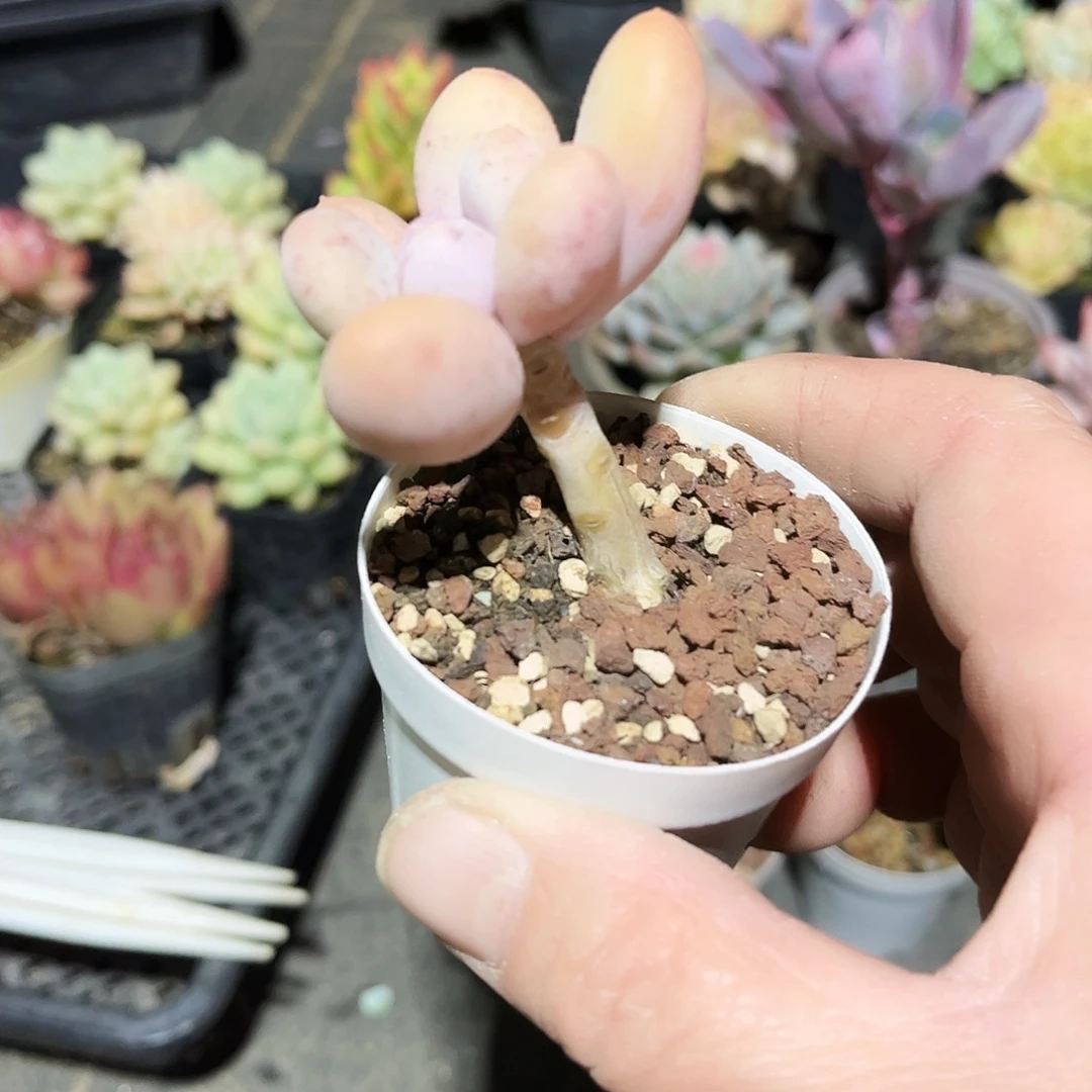 蛋黄奶多肉植物群落、我