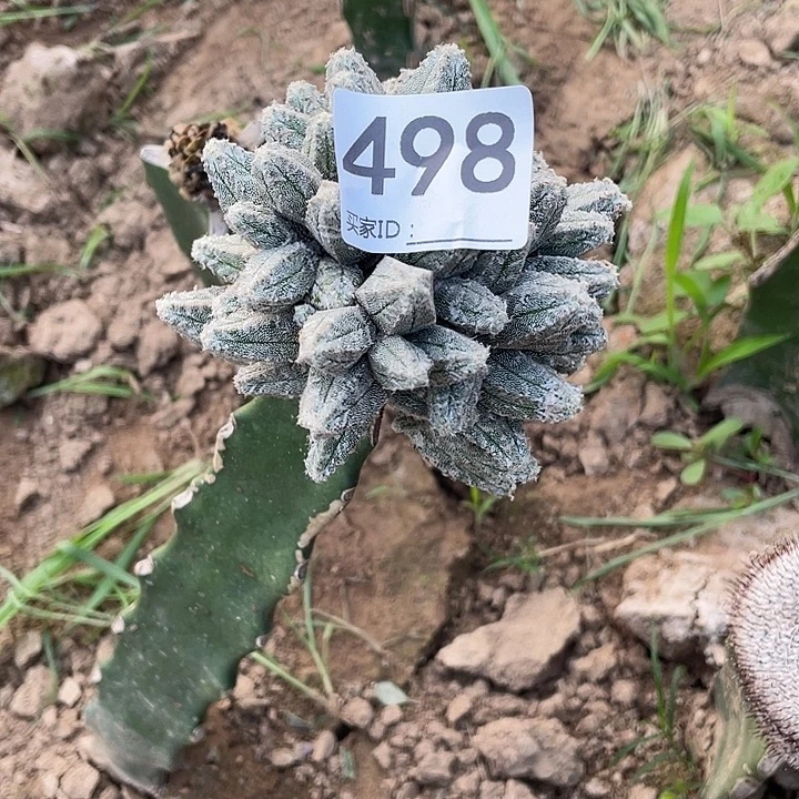 大***鸡仙人球498号三角嫁接鸾凤阁