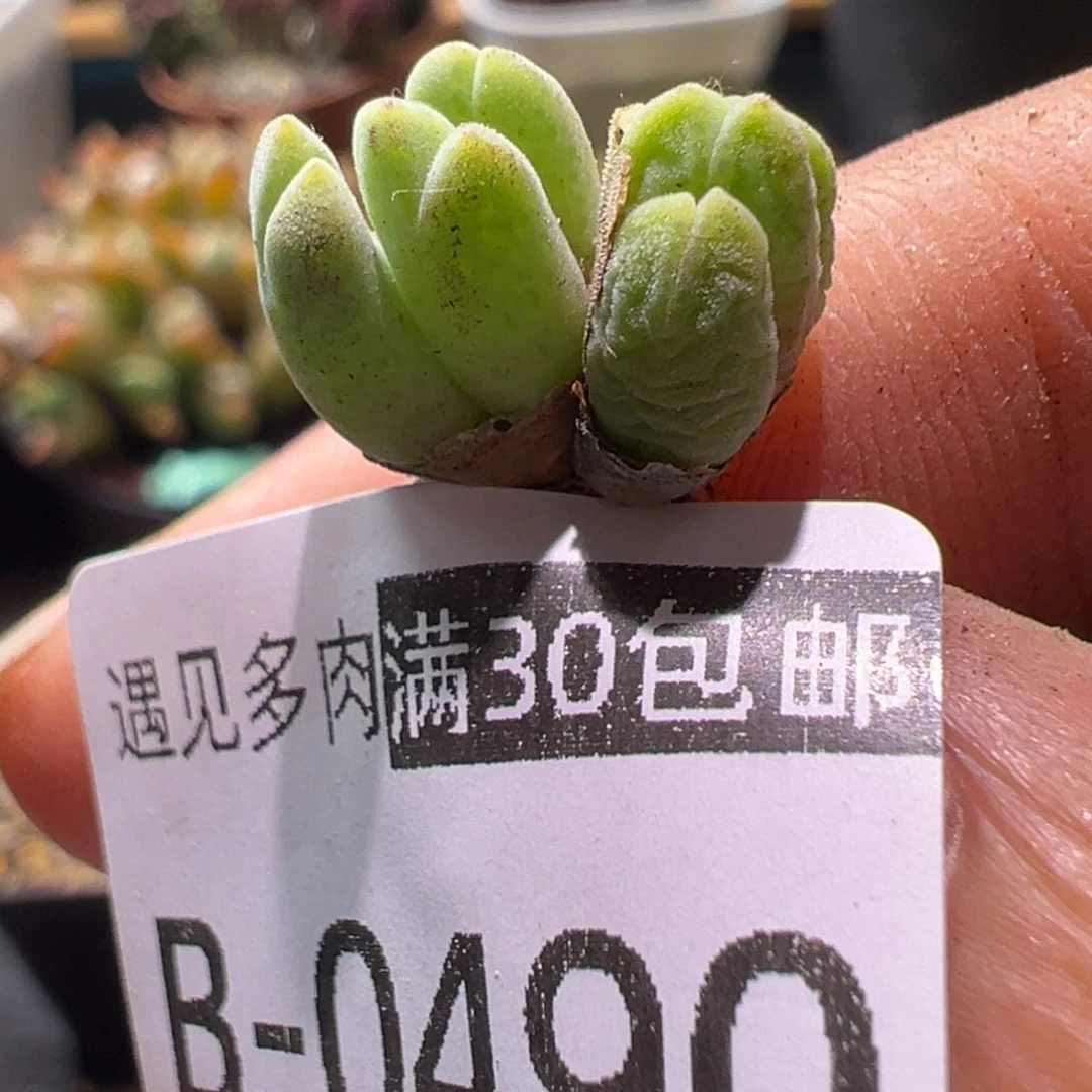 多肉植物111111111111111