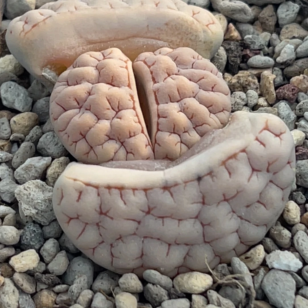 8238凹凸脑纹蛙哥189一颗