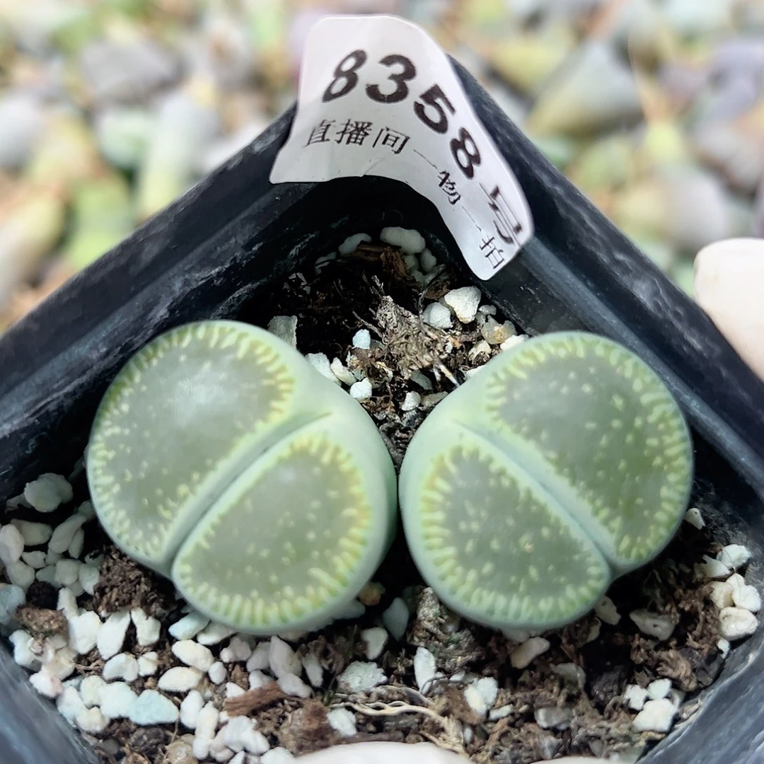 8358 好养易活生石花大母本