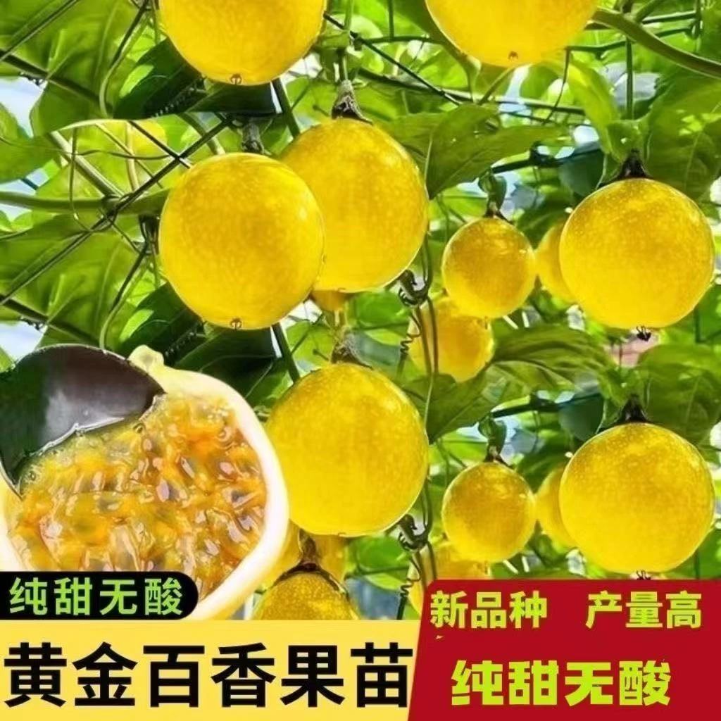 新品纯甜黄金9号百香果嫁接苗当年结果阳台庭院种植首选网红植物