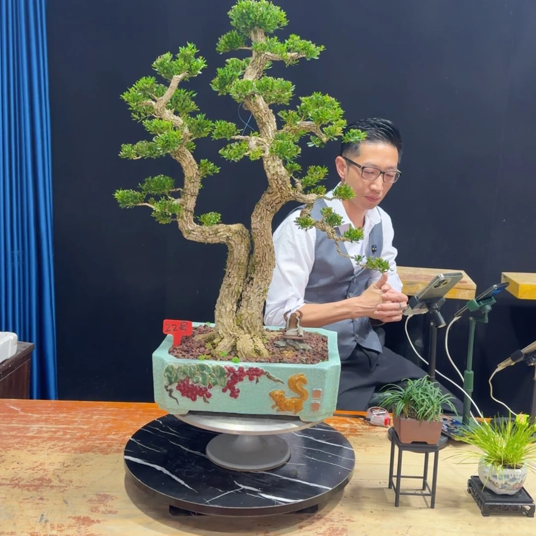 黄杨室内室外盆景艺术