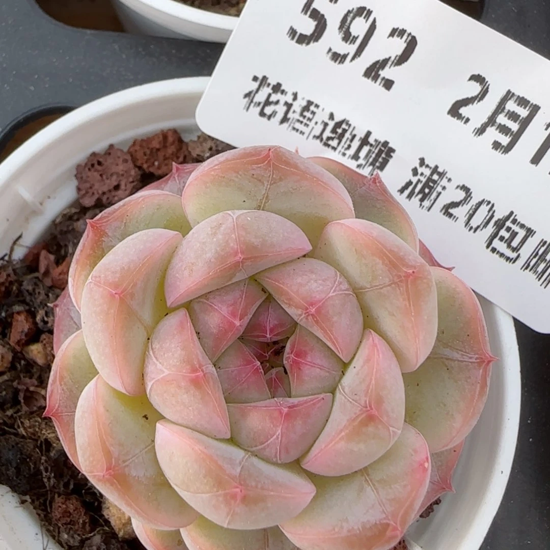 花语逸境0212-592