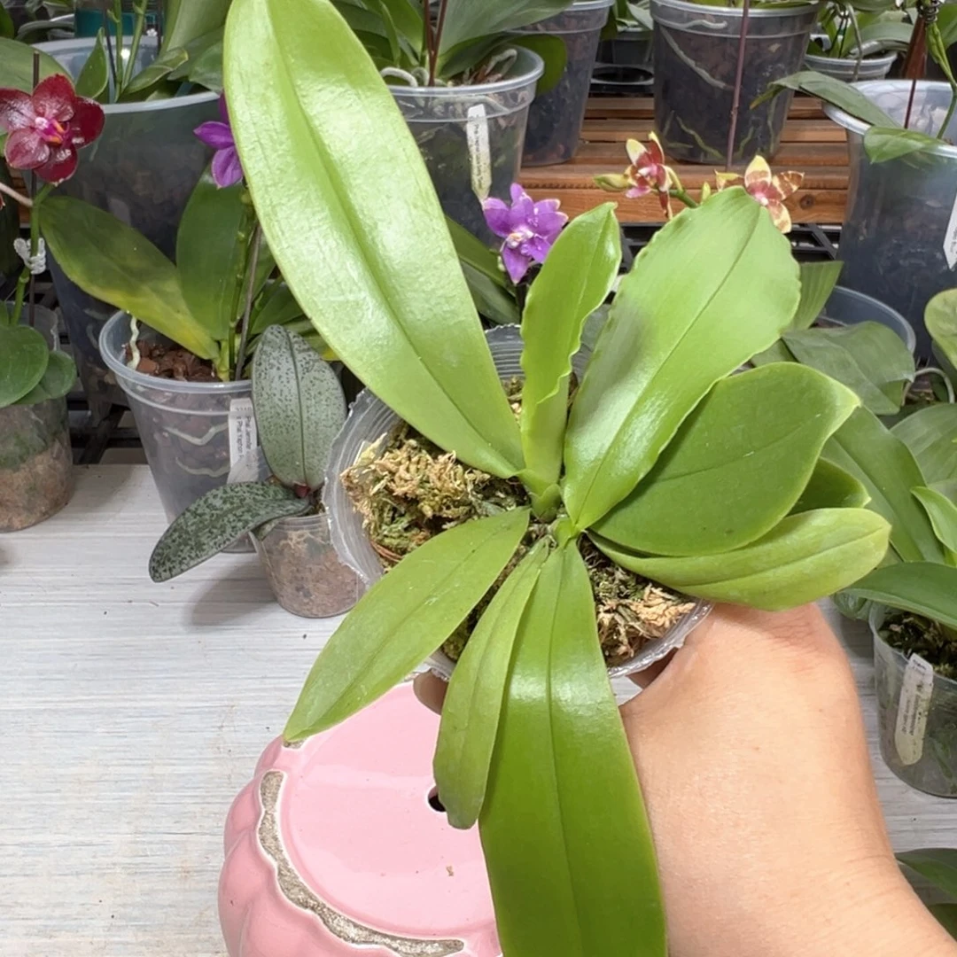 水***头当前无花栽培后可以开花用券2张