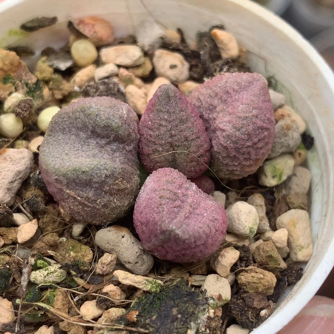 粉色系一物一拍包邮