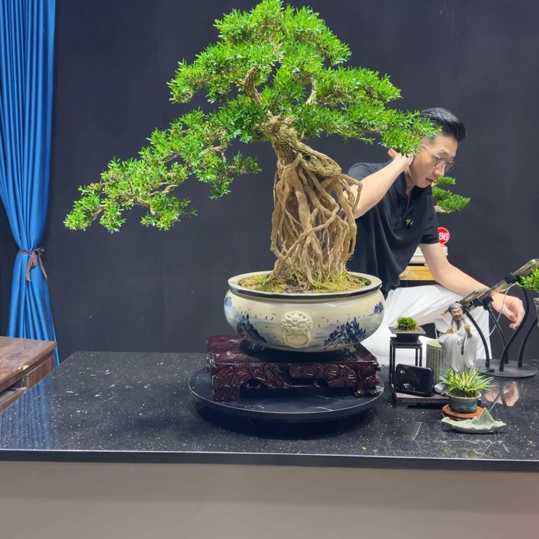 黄杨室内室外盆景艺术