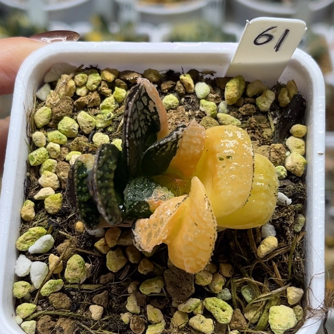 61摩多寿锦（根一般介意勿拍）福利专场