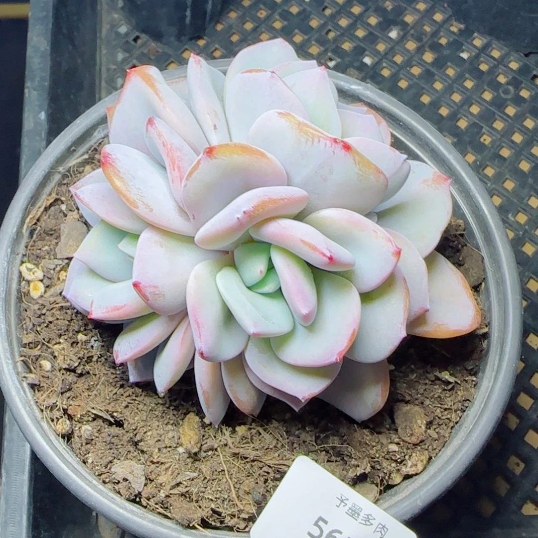 奶茶朵朵，5625多肉植物