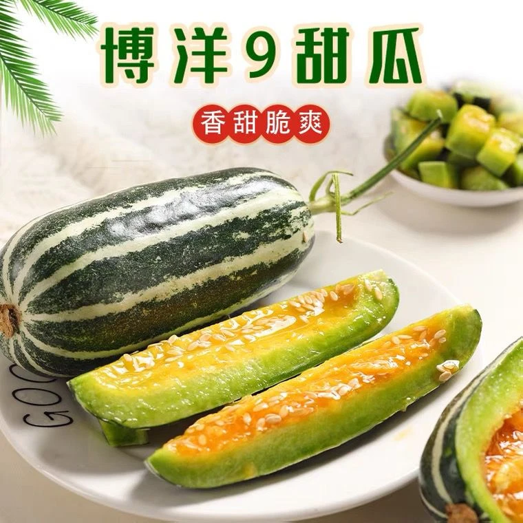 山东头茬博洋九号甜瓜脆甜多汁 现摘现发
