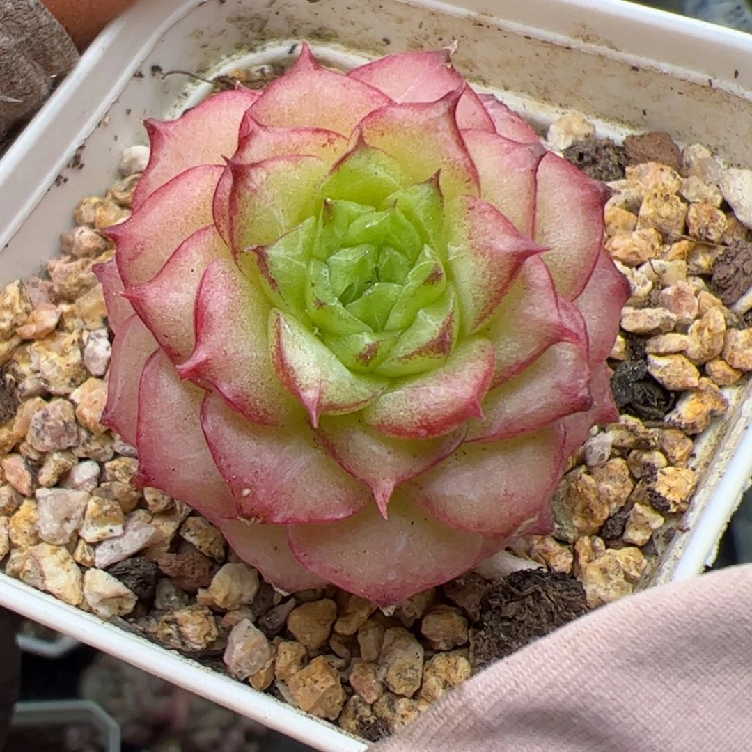 刘*满703 多肉植物组合盆栽