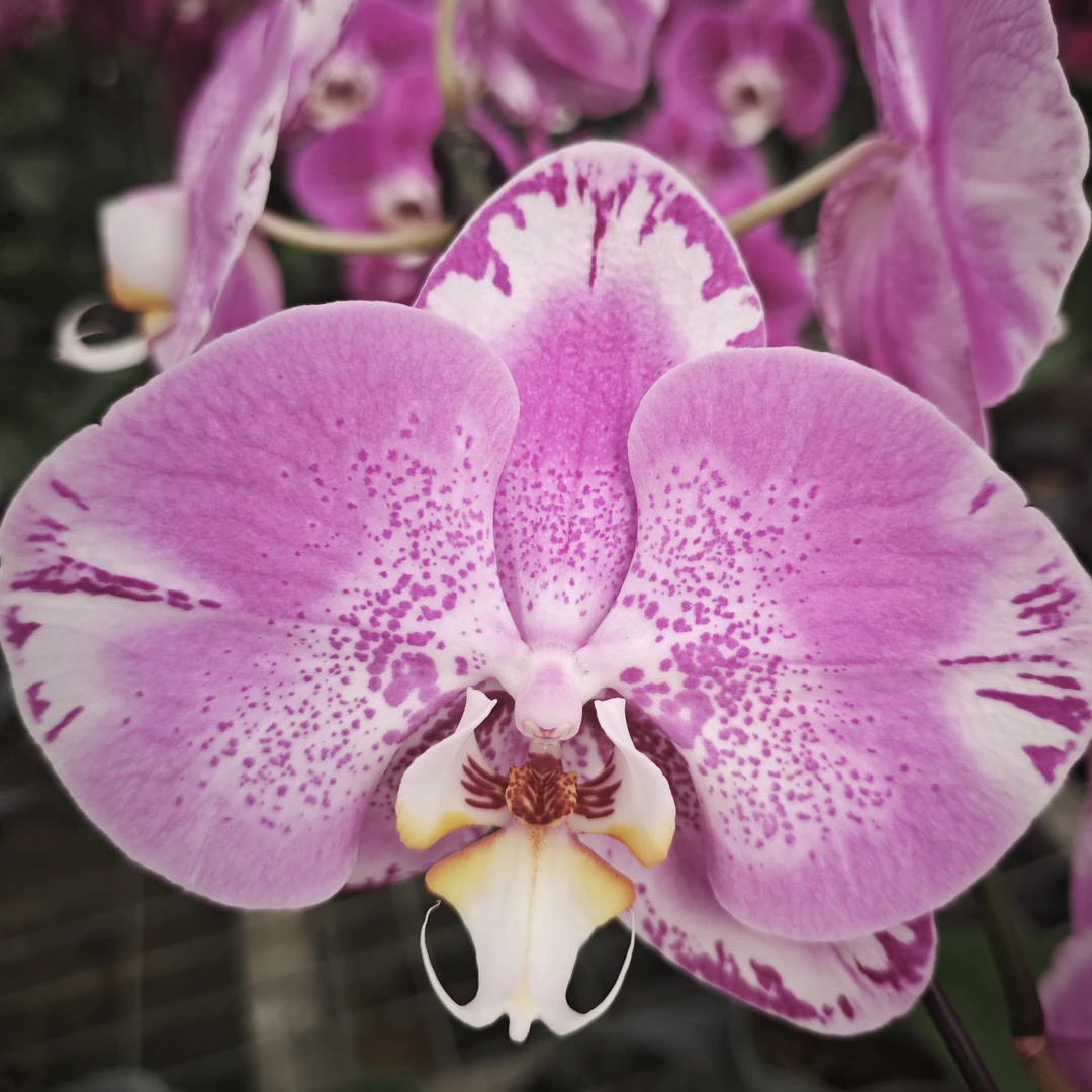 蝴蝶兰3.5寸藏宝图3.0寸金孔雀