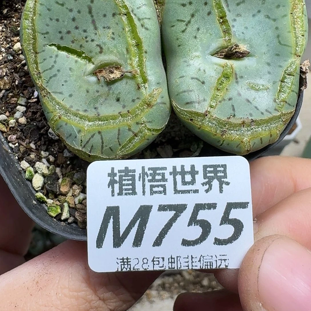 多肉植物的润泽rgbnn
