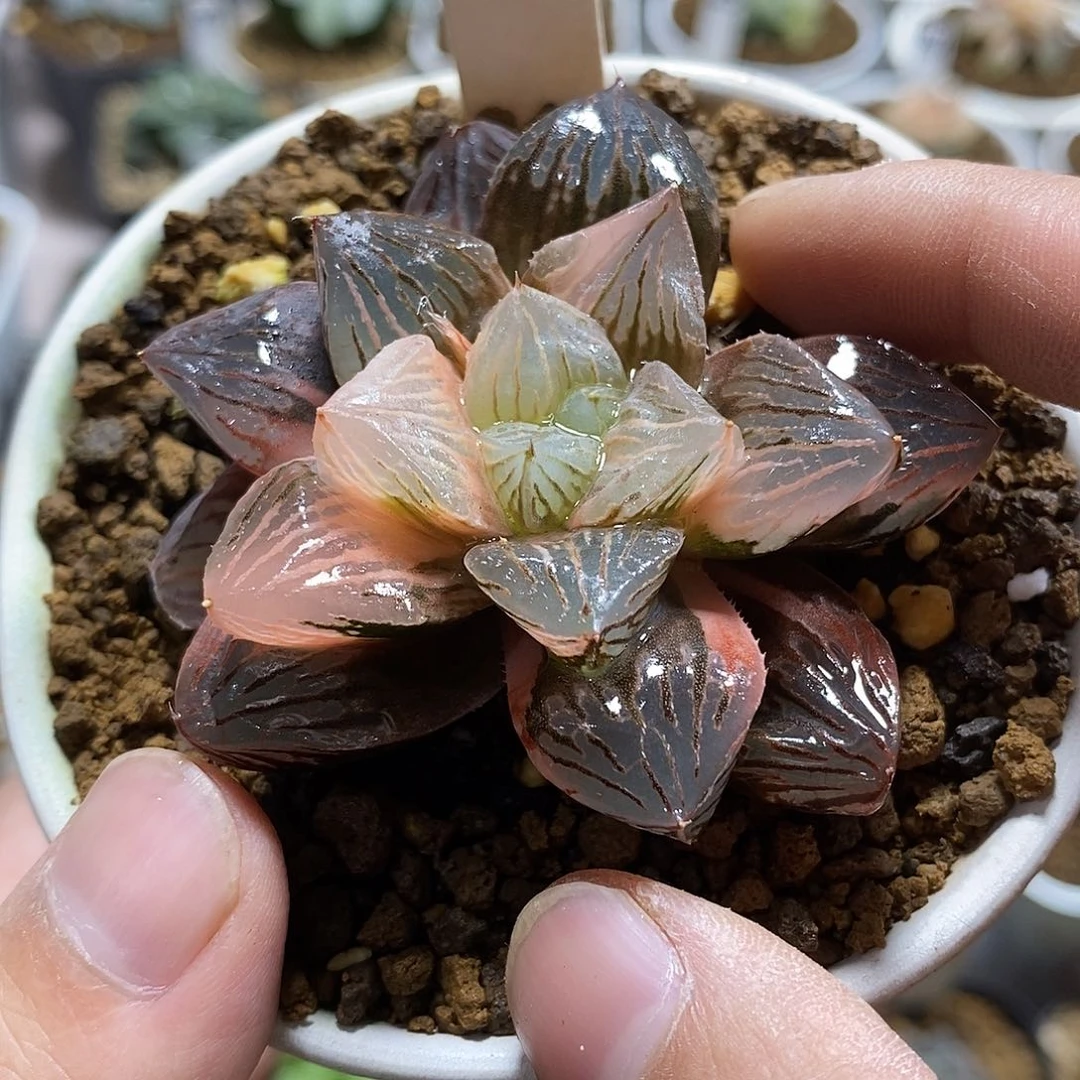 16赤焰玉露锦十二