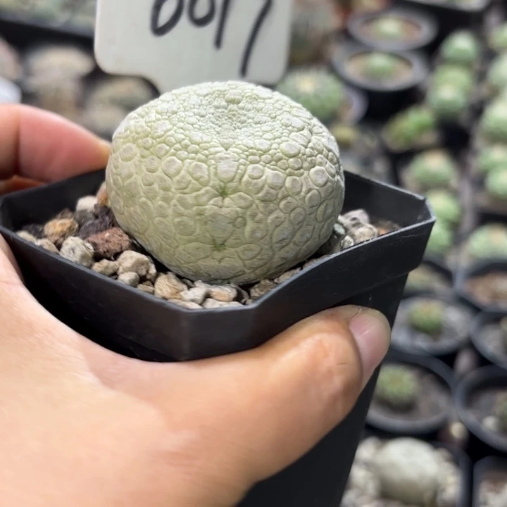 6017大福利好养皮实