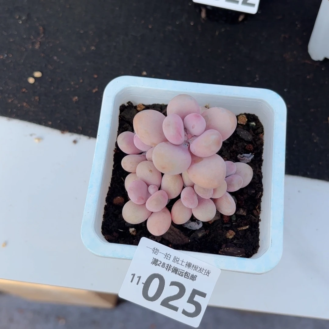 桃蛋老桩整群多肉