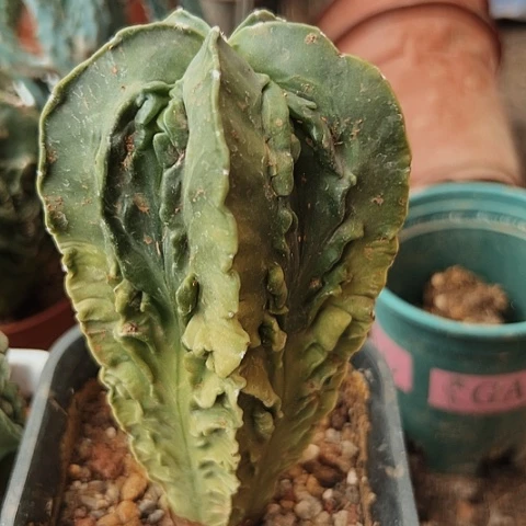 202清棚特价出售哦