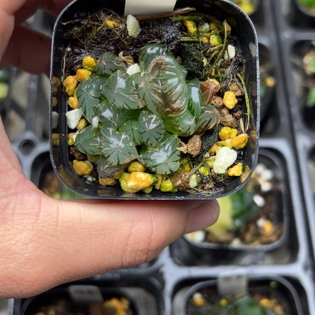 50水晶灯玉露锦一物一拍