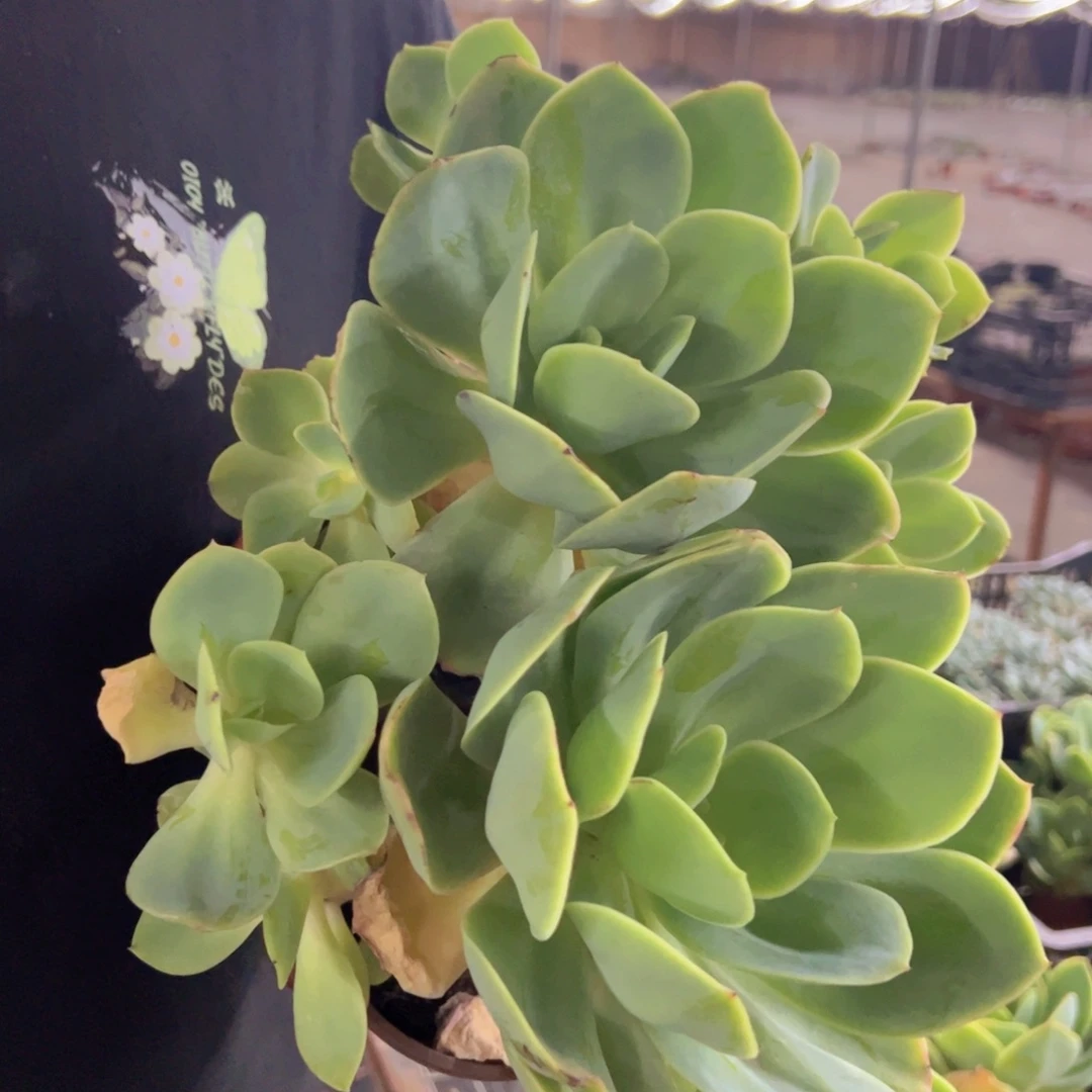 骑兵碧桃大单头两盆