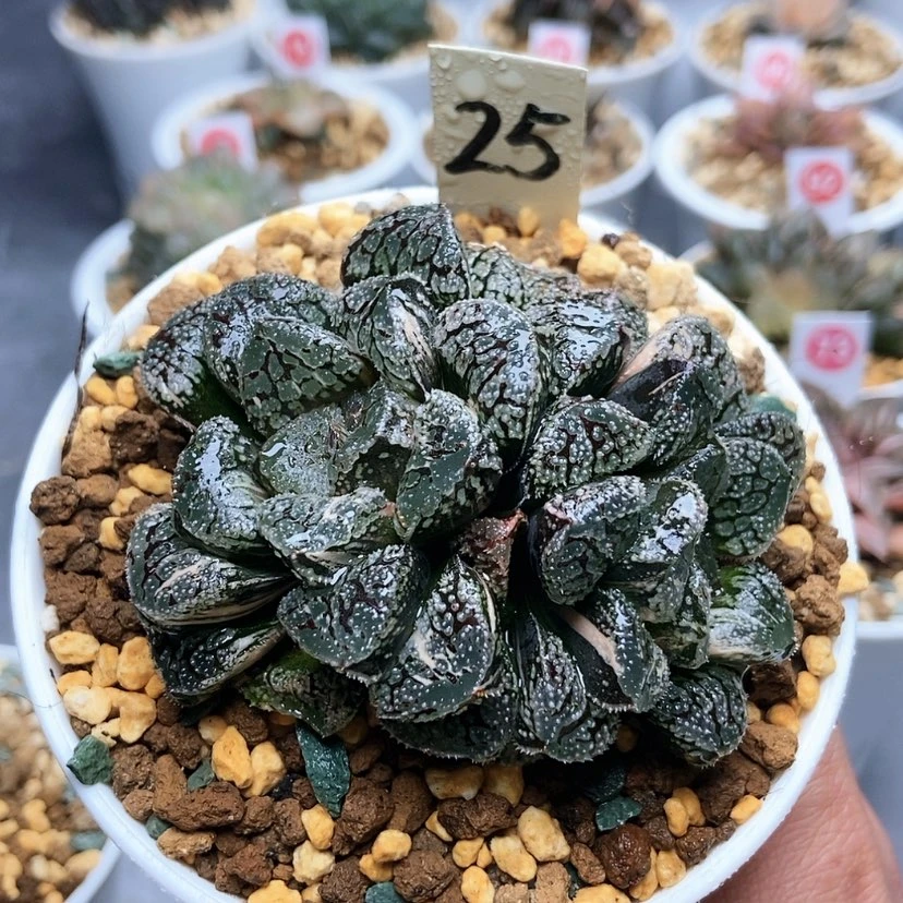 【闪购商品】25摩多双头